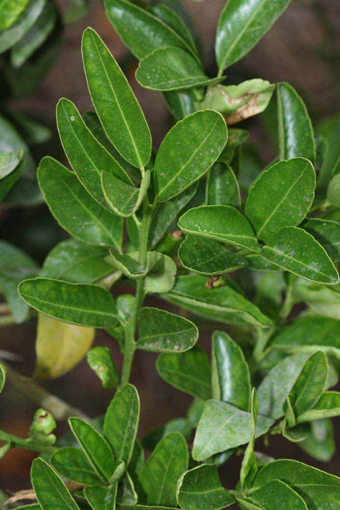              Shade leaves (Riverside, CA)       